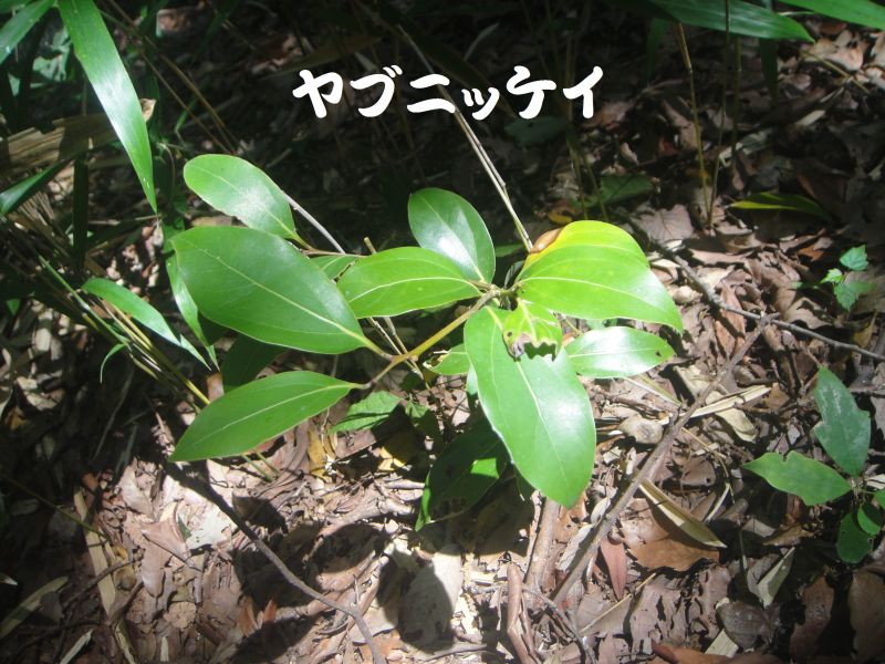 トンボソウとコクランに出会えました in うみべの森を育てる会植物観察 by (TATE-misaki)_c0108460_17394551.jpg