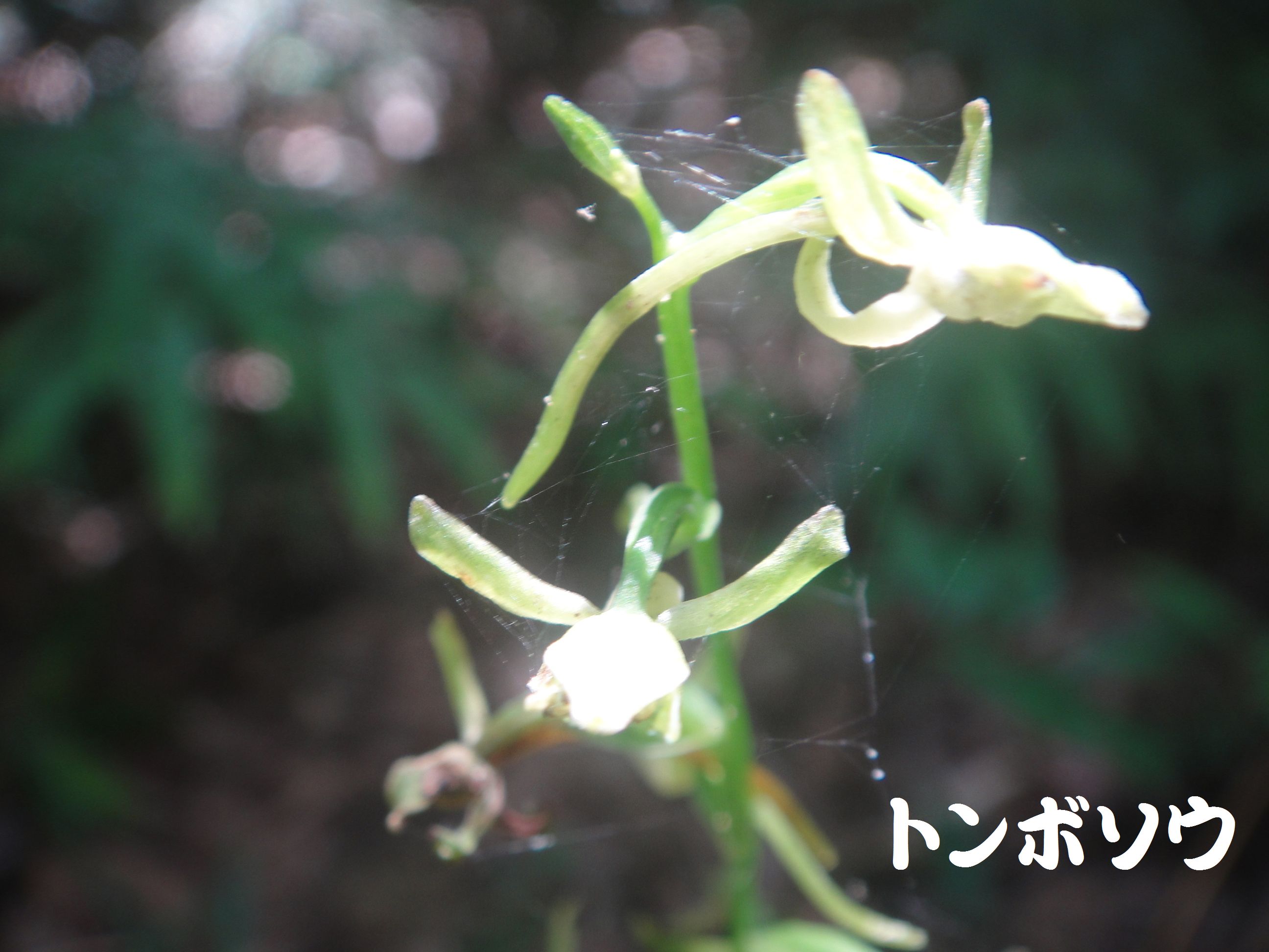 トンボソウとコクランに出会えました in うみべの森を育てる会植物観察 by (TATE-misaki)_c0108460_17394590.jpg