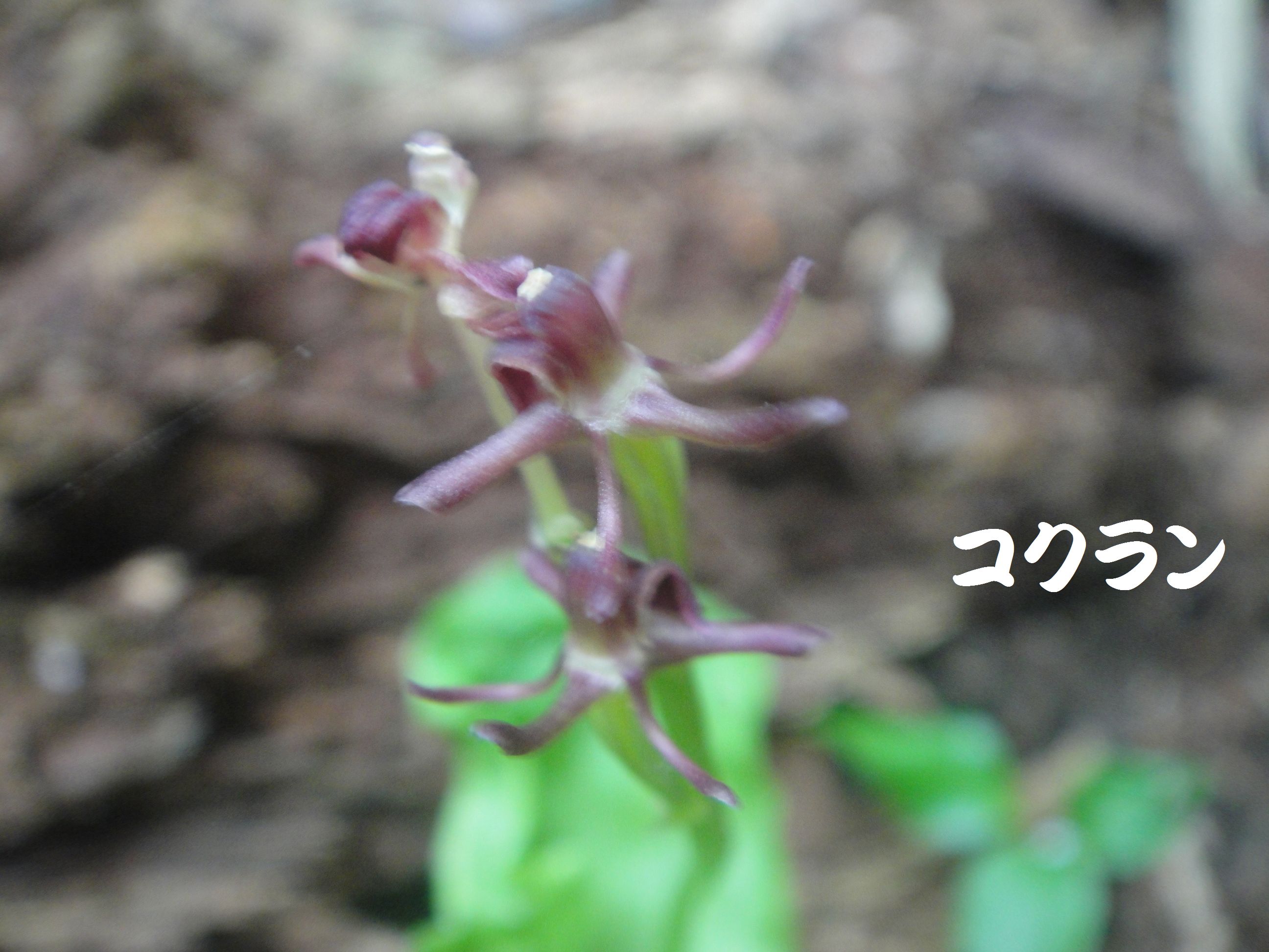 トンボソウとコクランに出会えました in うみべの森を育てる会植物観察 by (TATE-misaki)_c0108460_17394636.jpg