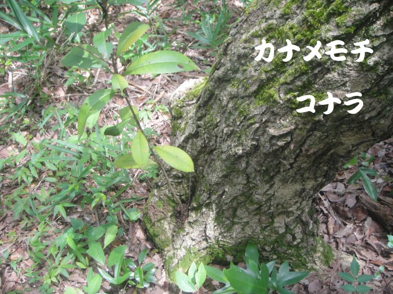 トンボソウとコクランに出会えました in うみべの森を育てる会植物観察 by (TATE-misaki)_c0108460_17394645.jpg