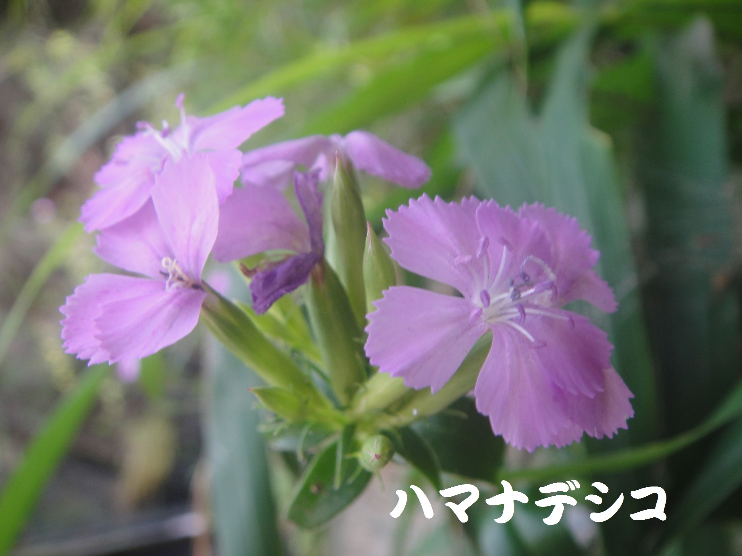 トンボソウとコクランに出会えました in うみべの森を育てる会植物観察 by (TATE-misaki)_c0108460_17394776.jpg