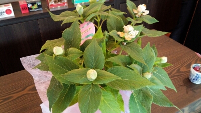 紫陽花_b0328361_2351651.jpg