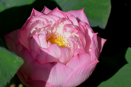 極楽寺　蓮の花　「粉松球」①_c0229483_17554333.jpg