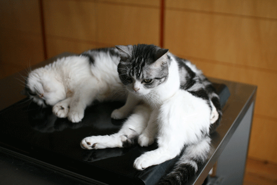 c0011300_856152.gif