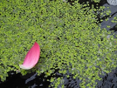f0231309_9592976.jpg