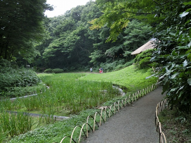 うっそうとした明治神宮の杜は100年前に計画的に設計・植栽された人工林_f0141310_8341335.jpg