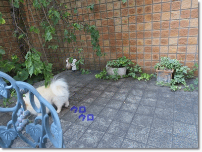 b0167519_0463445.gif