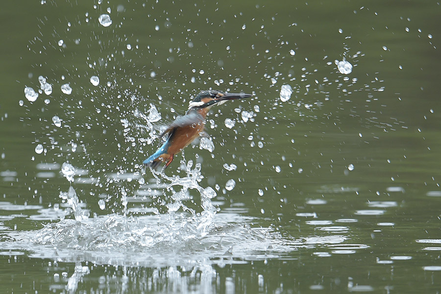 140718 曇天の池悪し_c0278820_16503461.jpg