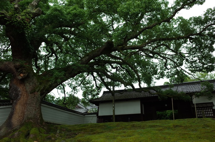 7月の京都 2014 青蓮院門跡_f0169147_21265838.jpg