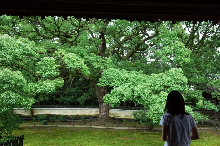 7月の京都 2014 青蓮院門跡_f0169147_2222765.jpg