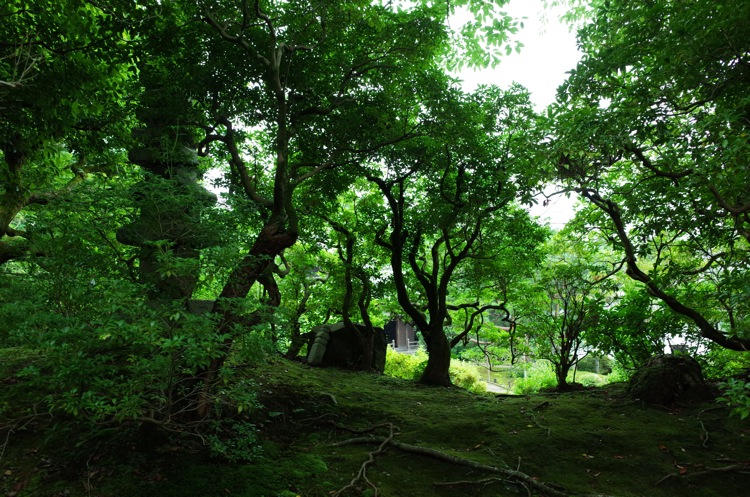 7月の京都 2014 青蓮院門跡_f0169147_226337.jpg