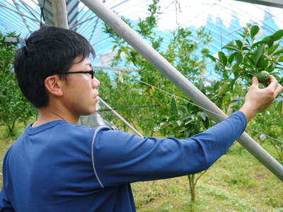 究極の柑橘「せとか」 摘果のポイントと夏草の草刈りと肥料の話 その2_a0254656_18154672.jpg