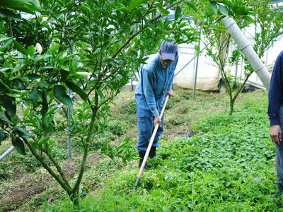 究極の柑橘「せとか」 摘果のポイントと夏草の草刈りと肥料の話 その2_a0254656_1924659.jpg
