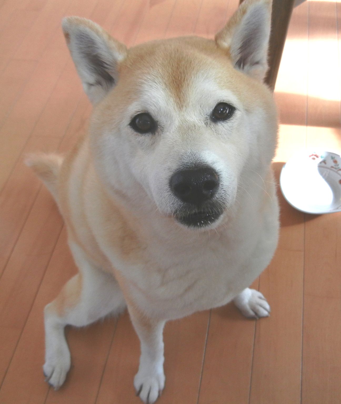 ’14,7,18(金)愛ちゃんの食欲が戻りました!_f0060461_12281749.jpg