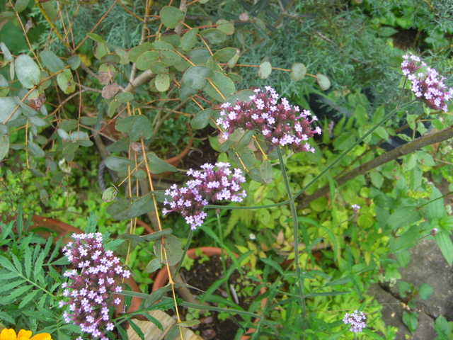d0233866_1584344.jpg