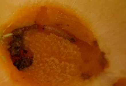 f0047777_16210514.jpg