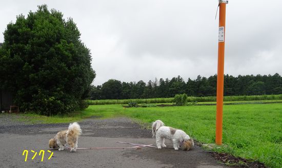 平凡じゃない一日_e0234881_22553361.jpg