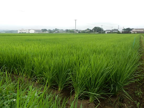 7月18日の田んぼ(上目黒小・枝野小)_d0247484_1430694.jpg