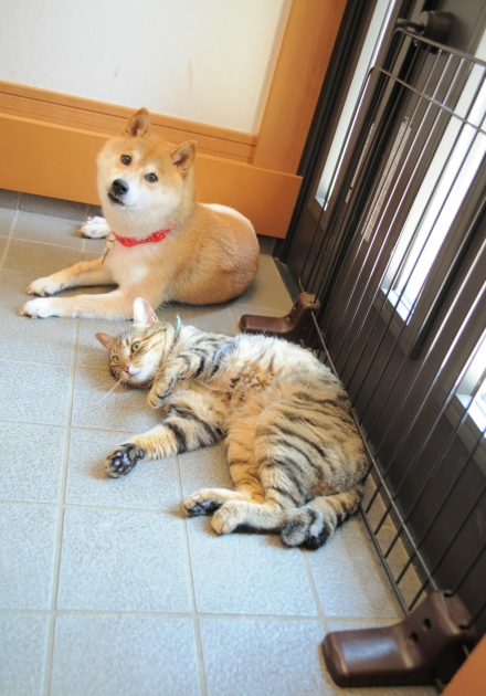 玄関でお迎え_a0126590_06390717.jpg