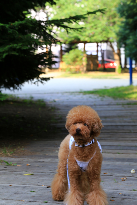 幌見峠のラベンダー園♪パート２_f0001895_20344013.jpg