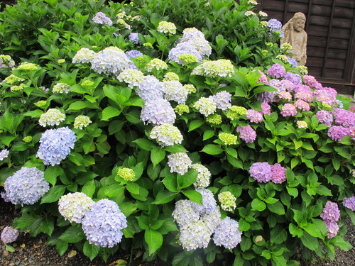 堂森・善光寺へ、雨に濡れた紫陽花を観賞に・・・８_c0075701_18462251.jpg