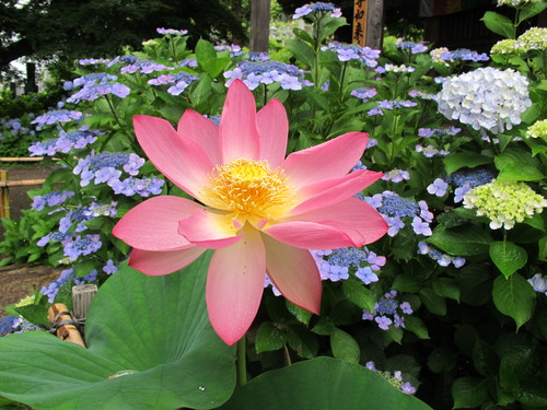 堂森・善光寺へ、雨に濡れた紫陽花を観賞に・・・９～_c0075701_188342.jpg