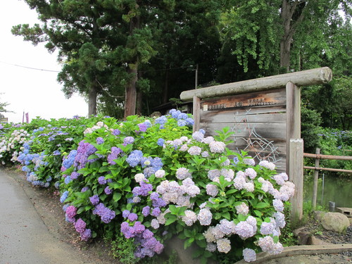 堂森・善光寺へ、雨に濡れた紫陽花を観賞に・・・１０_c0075701_1902930.jpg