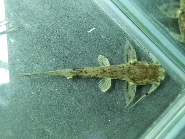 リクエスト画像 バガリウス・スクス_b0141806_148289.jpg