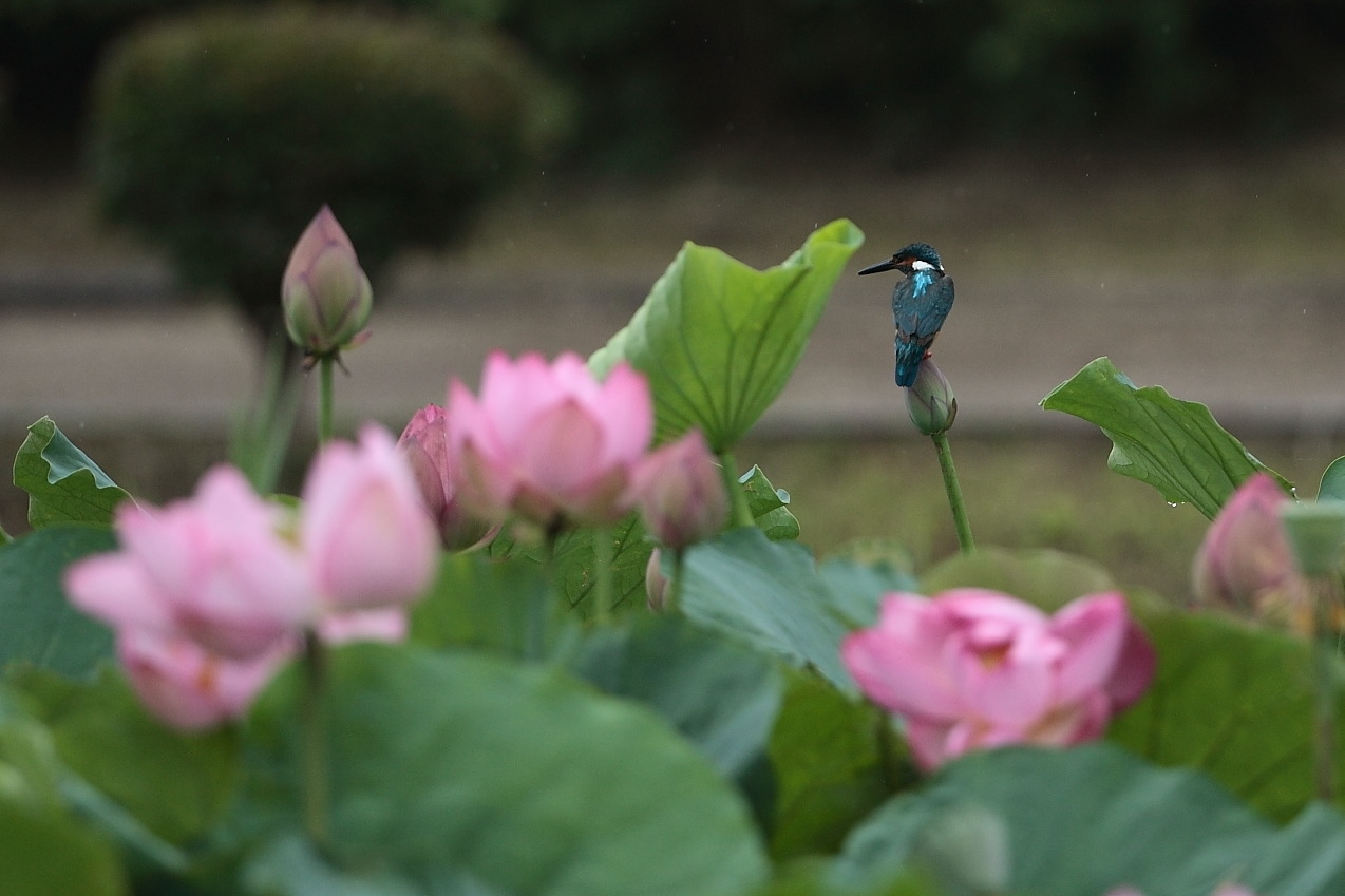 ７月１９日　（土）　雨_e0146518_14102229.jpg