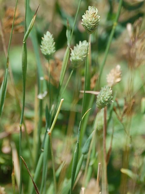 カナリー草葦 カナリークサヨシ 花の仲間調べ