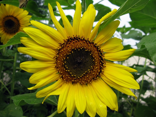 向日葵 開く！ : M's Factory