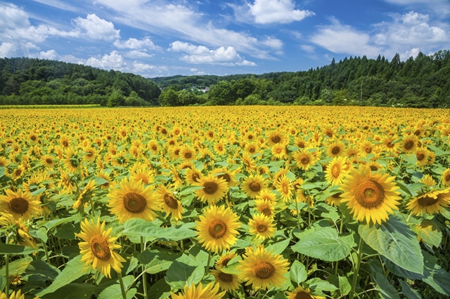 ひまわり畑 青森 東北 青森 八戸 弘前エリア中心のフォト