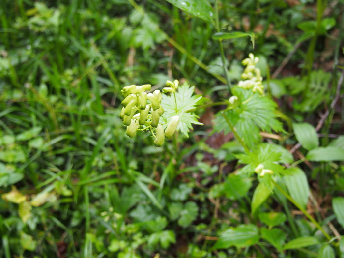 尾瀬の花旅_a0289242_10424542.jpg