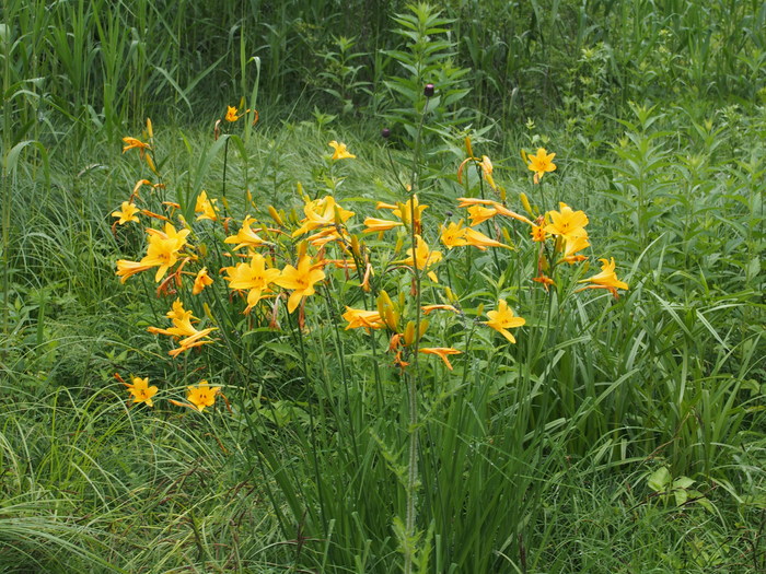 尾瀬の花旅_a0289242_1046284.jpg