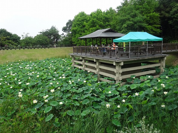 宇治植物園の象鼻杯 彩の気まぐれ写真