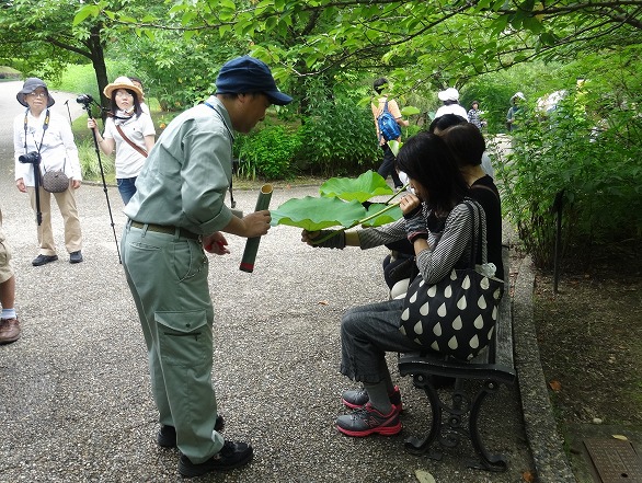 宇治植物園の象鼻杯_b0299042_16305243.jpg