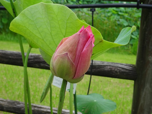 宇治植物園の象鼻杯_b0299042_16315557.jpg