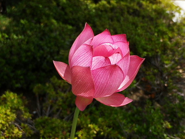 お寺の蓮の花 睡蓮 玉すだれ グラジオラス 風に吹かれて