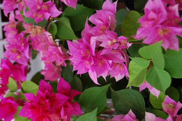 白のさわやか花 ~セイロンライティア~_a0201358_175455.jpg