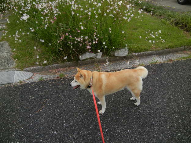 ’14,7,19(土)愛ちゃんは今日も元気!_f0060461_836415.jpg
