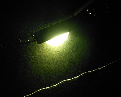 この現象、梅雨明けが近い!?_e0175370_181192.jpg