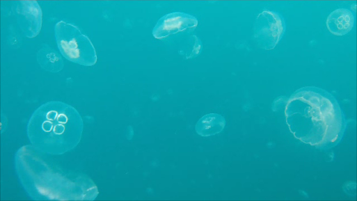 a0242984_4185272.png