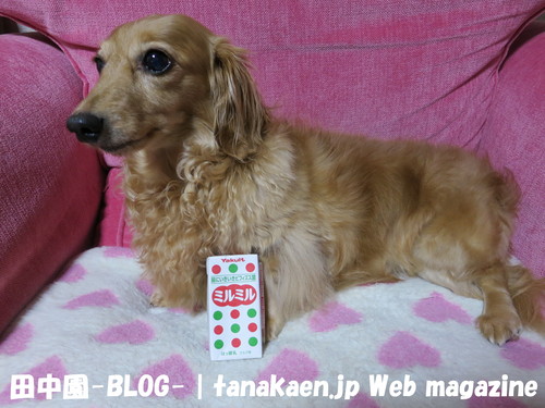 最後の園芸センター当番・・・_b0200291_2257374.jpg
