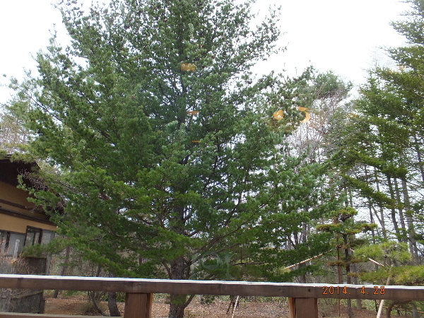 d0080998_00280300.jpg