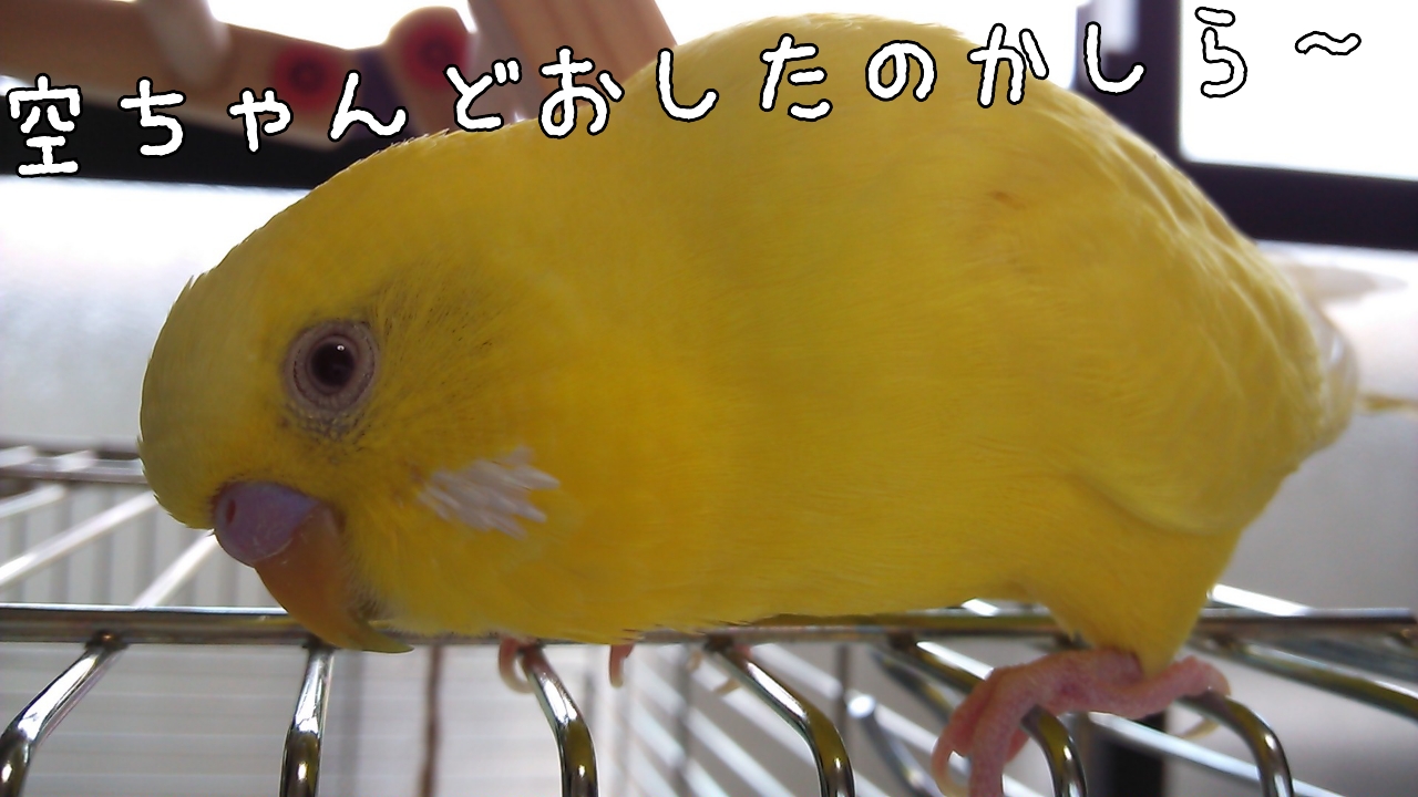 空ちゃんのインコさん離れ(？)_c0322903_01111488.jpg