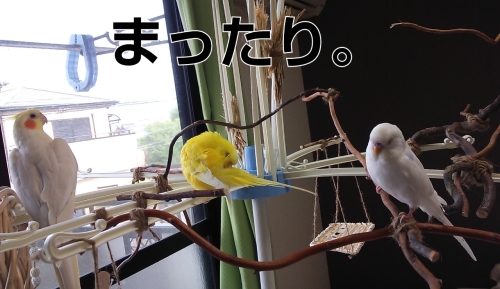 空ちゃんのインコさん離れ(？)_c0322903_01335184.jpg