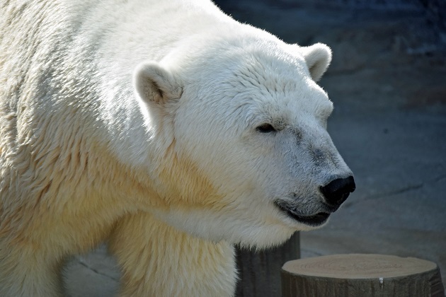 普段着の表情のホッキョクグマたち　～　キャンディ、デナリ、ララの夏の日_a0151913_2322393.jpg