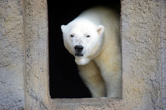 普段着の表情のホッキョクグマたち　～　キャンディ、デナリ、ララの夏の日_a0151913_2323436.jpg