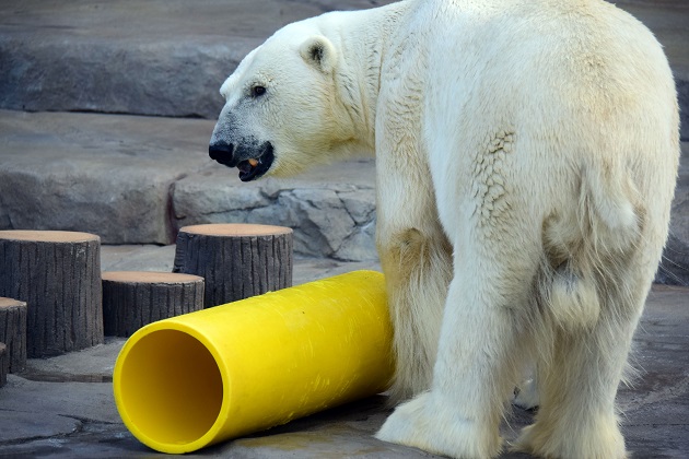 普段着の表情のホッキョクグマたち　～　キャンディ、デナリ、ララの夏の日_a0151913_233140.jpg