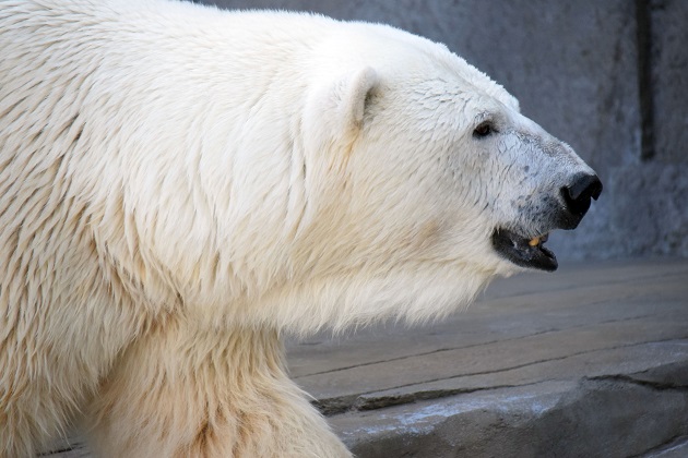 普段着の表情のホッキョクグマたち　～　キャンディ、デナリ、ララの夏の日_a0151913_2335031.jpg